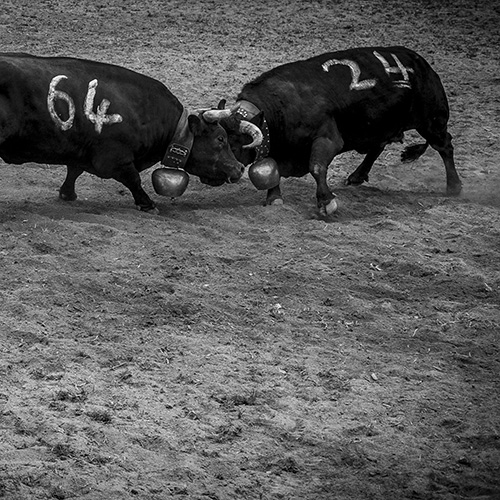 Le combat des reines 2017