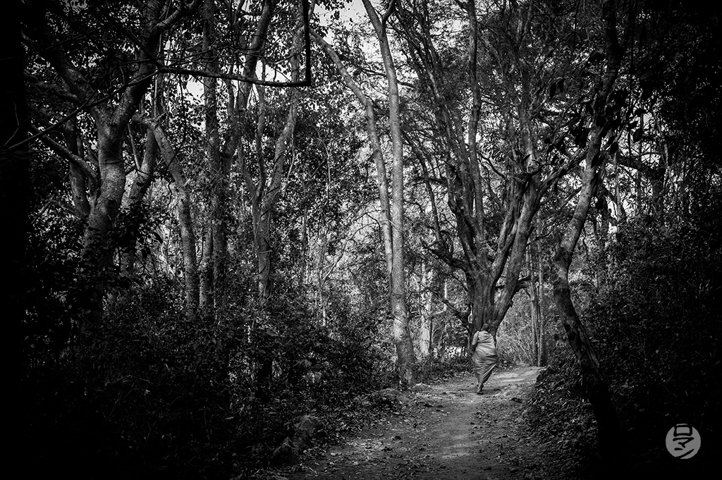 Moine dans la forêt, Luang Prabang, Laos, photographie de Romain Guélat
